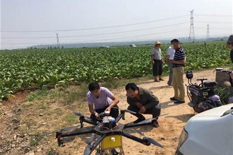 沃柑开花不挂果怎么管理？