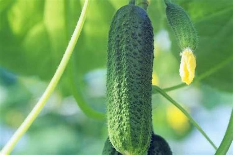 请问白醋和红糖兑水做叶面肥在开花期能用吗？