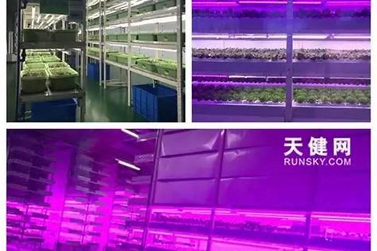 大连向荣肥业有限公司生命一号肥怎么样