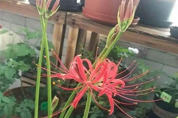 请问一下施加复合肥要用土盖住吗？还是是不是施了复合肥后尽量不要浇水...