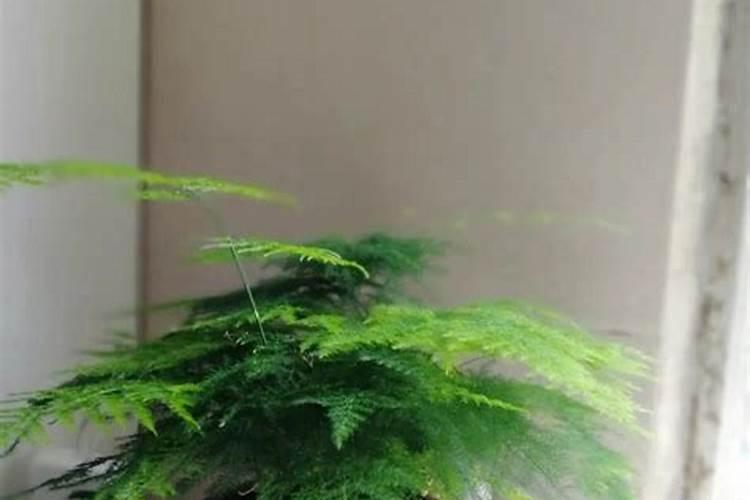 西瓜皮可以沤肥吗