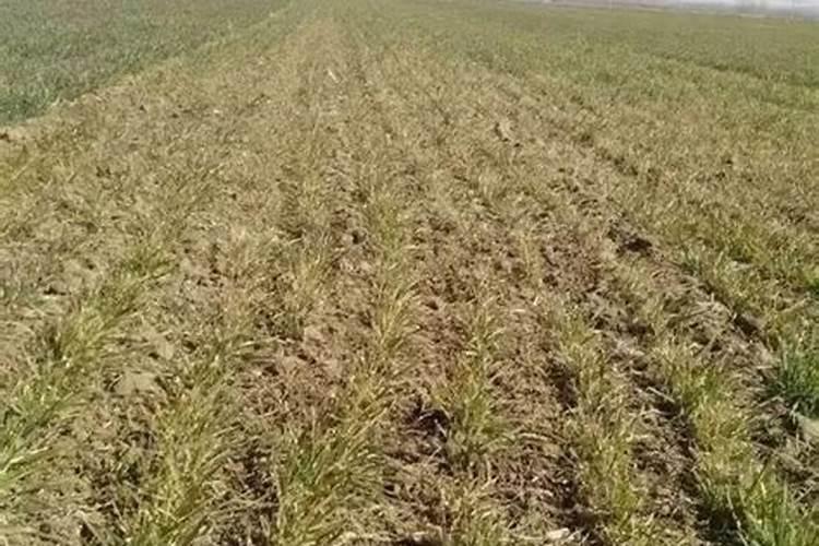 小麦出来发黄是怎么回事