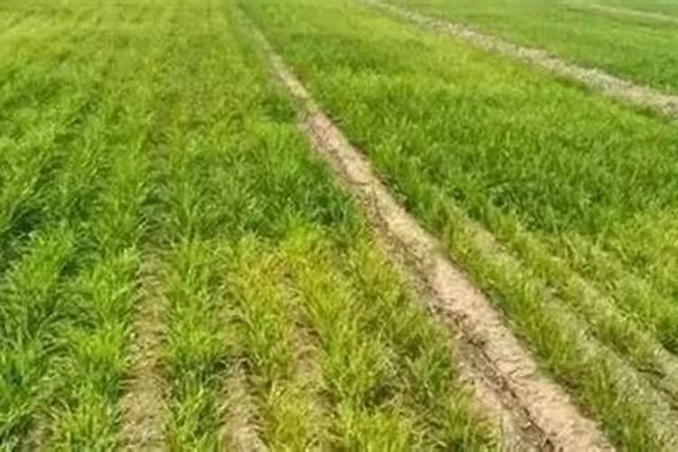 小麦发黄是什么原因？小麦发黄解决措施