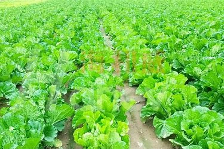 大白菜怎样施肥要点与技术(掌握这几个施肥技巧是关键)