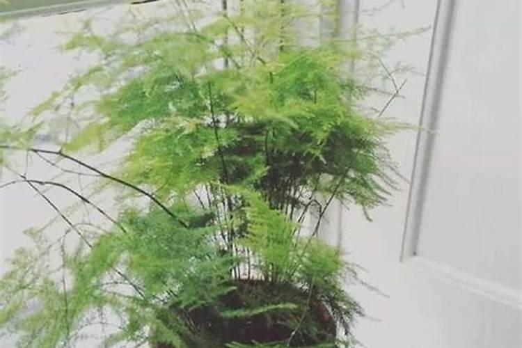 文竹冬天怎么养