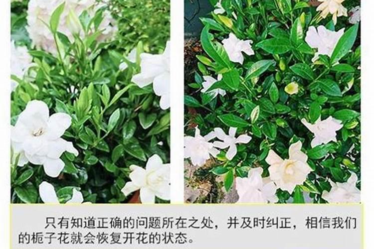 栀子花这样怎么救？