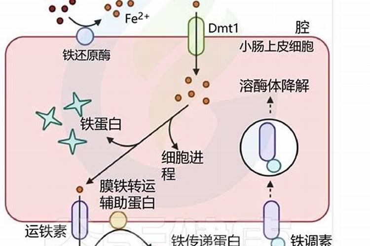 果树用硫酸钾与氯化钾哪个好
