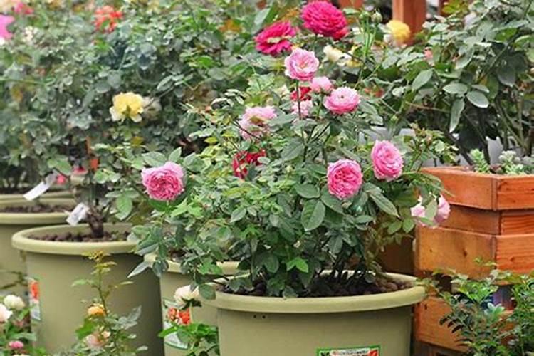 月季花什么时候施肥 月季花哪时候施肥比较好