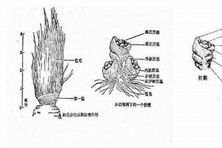 亚硝酸钠(化学式为NaNO