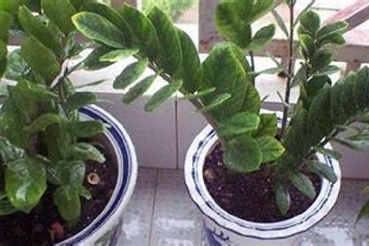 磷酸二氢钾青菜施肥多少浓度