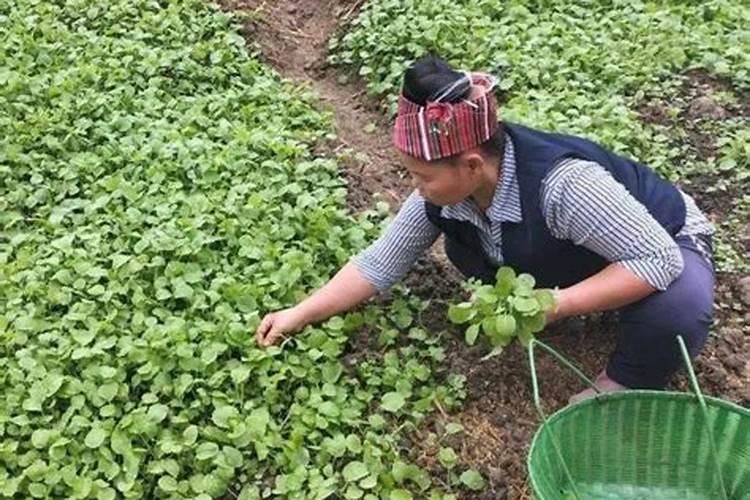 月季冬肥最佳时间