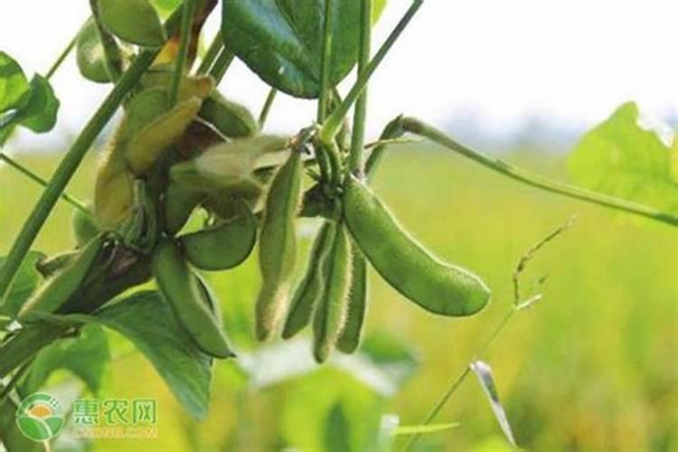 毛豆施什么肥好