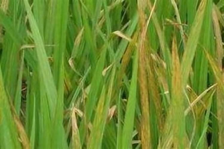 种植水稻最忌讳什么肥