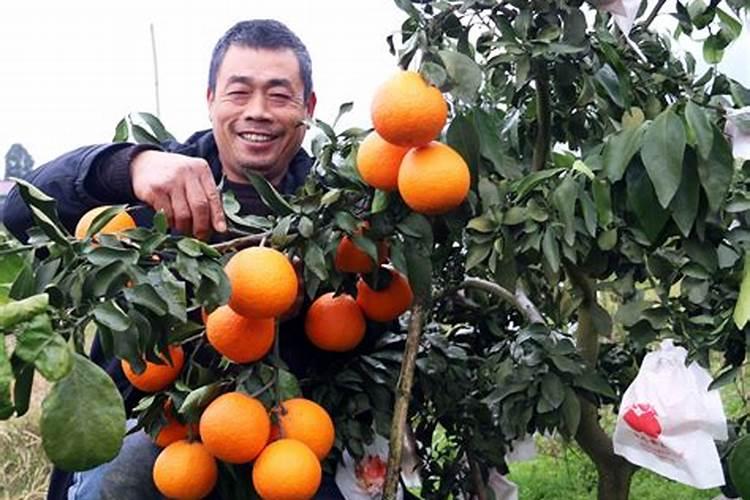 九月红和爱媛施什么肥料合适