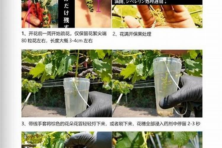 阳光玫瑰伤流期施肥浇水时间