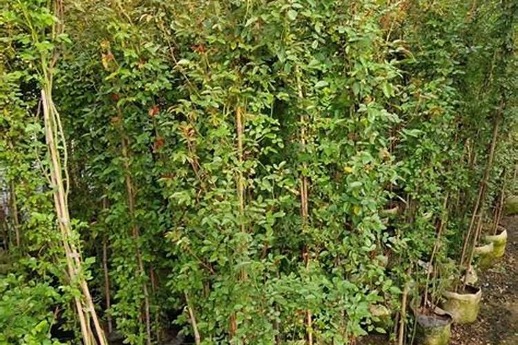 蔷薇花为什么只长藤不开花