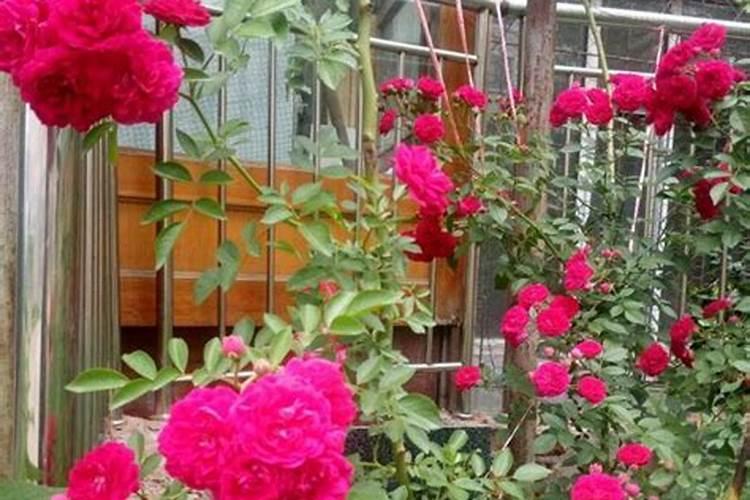 蔷薇花施肥过多死了咋办