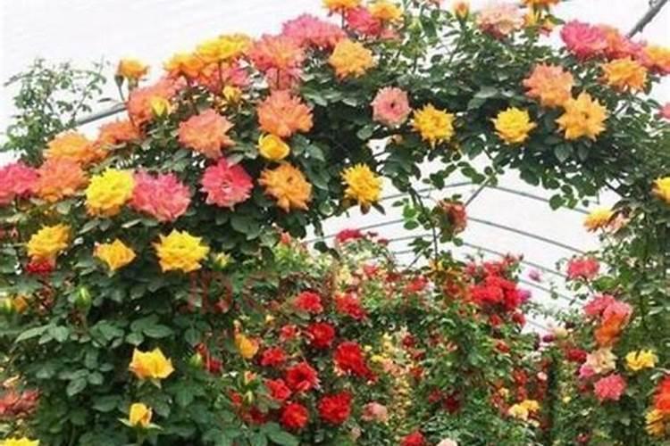 蔷薇花用什么肥料最好