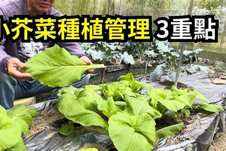 芥菜施什么肥长得快