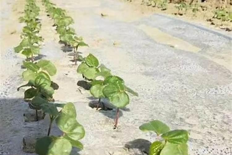 地瓜早上施肥还是下午施肥最好？
