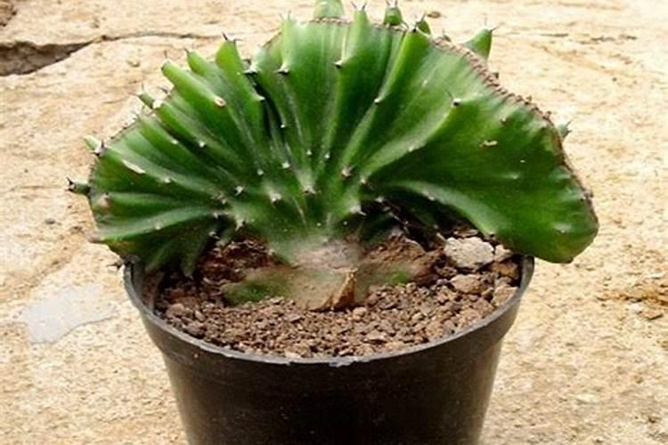 旺财植物十种家中如何摆放