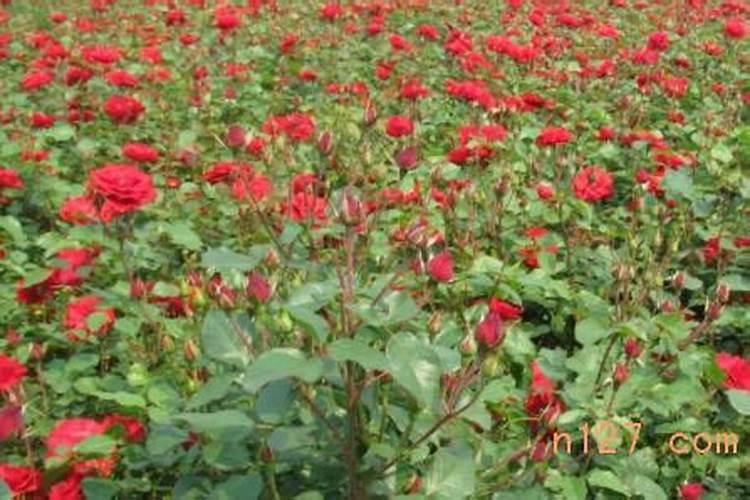 磷酸二氢钾浇月季花使用方法