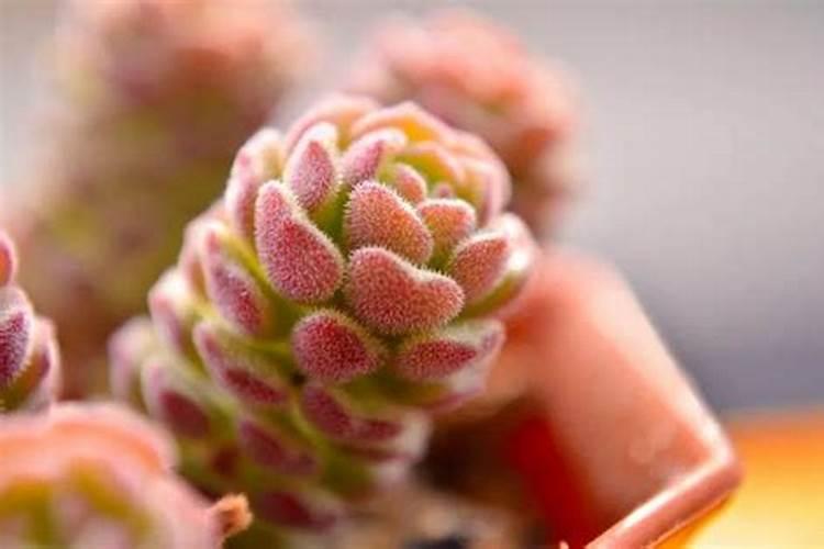 大蒜抽苔期可以冲施矿源黄腐酸钾吗？