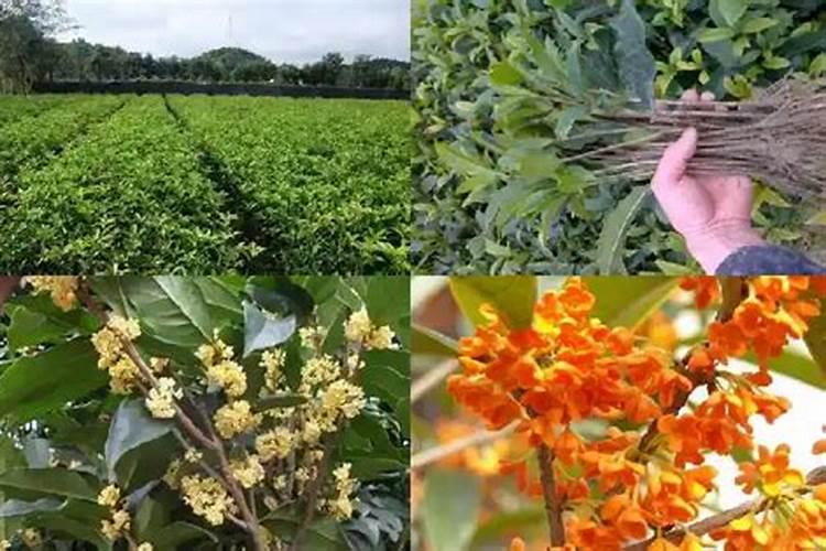 果树秋季施肥用什么肥料最好