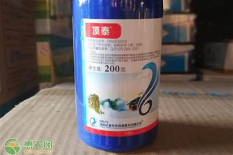 菜苗定植后可以喷叶面肥吗视频？