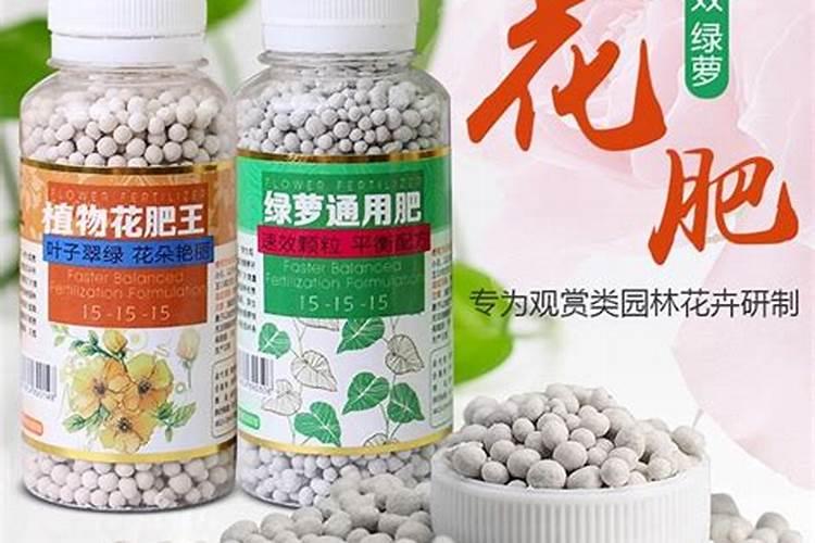富贵竹施什么肥 富贵竹怎么施肥
