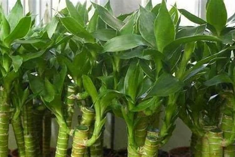 花肥排行榜前十名肥品牌