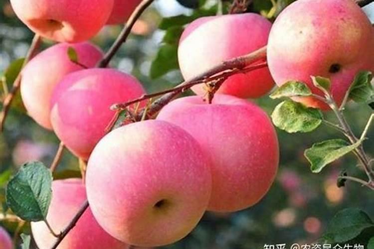 平菇菌种的栽培料配方