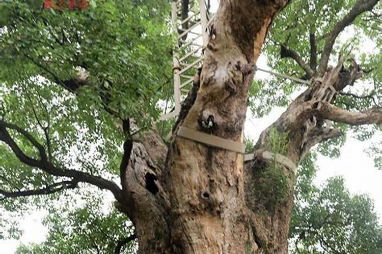养花什么时候施氮肥(给花施氮肥比例是多少)