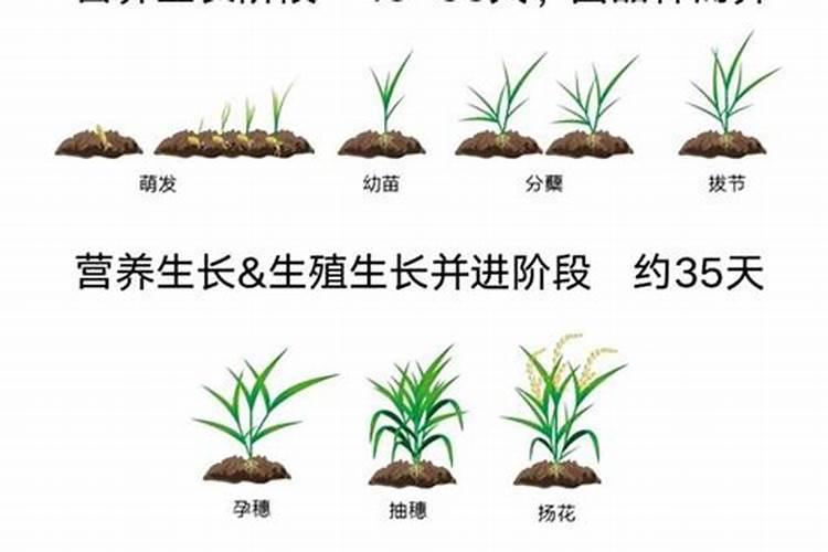 虎皮兰怎么养才能更旺盛