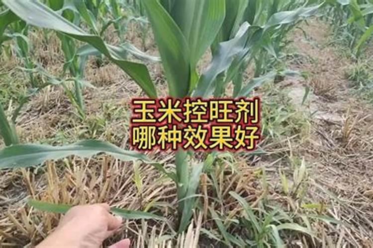 玉米控旺叶面肥有什么优点,施用叶面肥需要注意什么