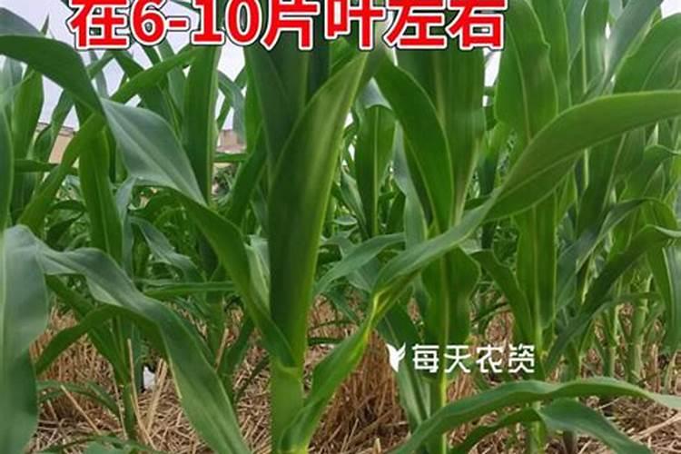 玉米控旺能加叶面肥吗