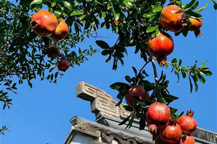 想增加石榴的甜度,追什么肥比较好？