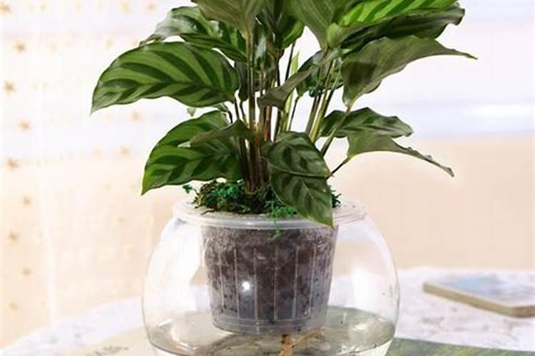 梨树一年花开两季正常吗？对来年种植有何影响？