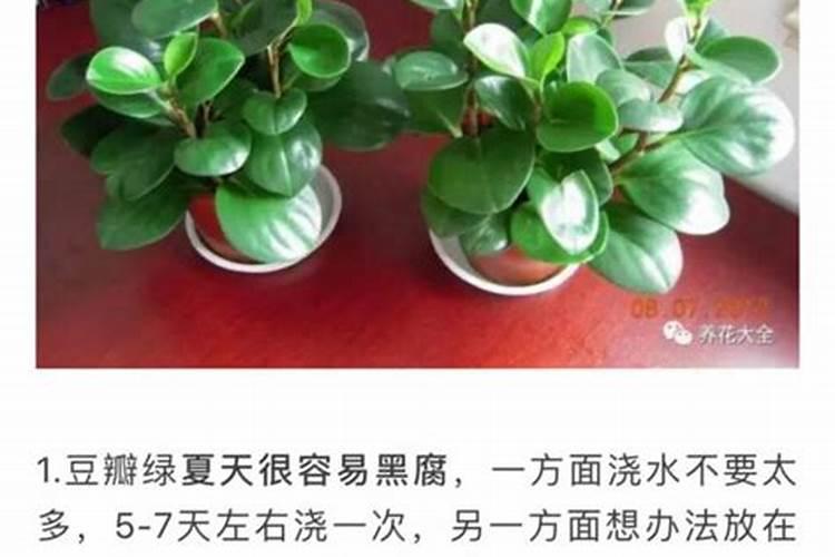 果树施硼肥怎么操作？果树施硼肥有什么用？