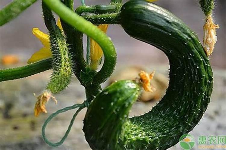 黄瓜弯,大小头,怎么整治