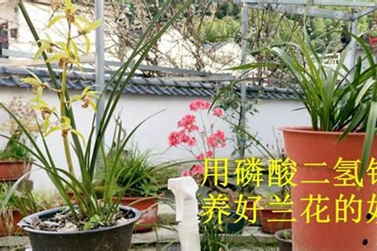 磷酸二氢钾使用方法兰花