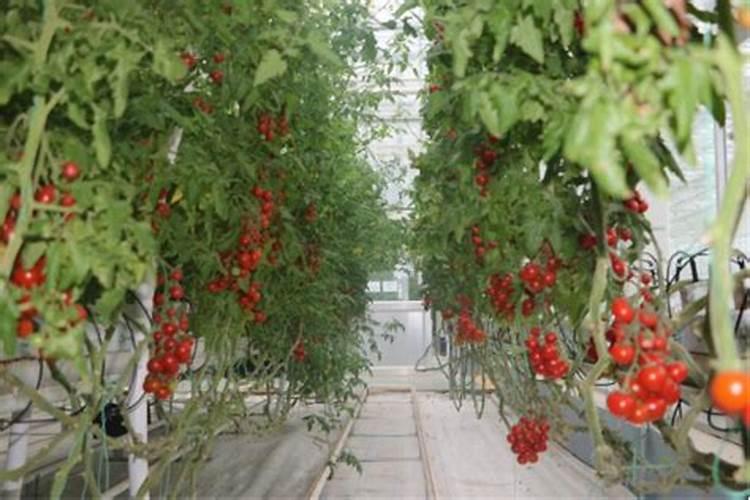 草莓施肥用什么肥料好