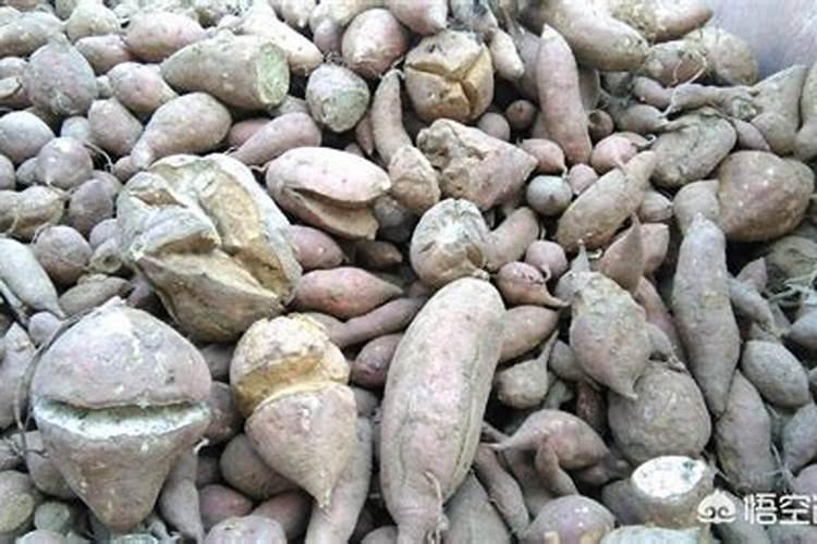 红薯肥料专用配方里都有啥