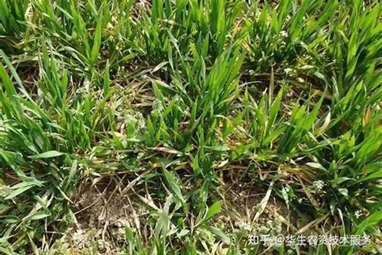 叶面肥怎么用？小麦叶面肥。