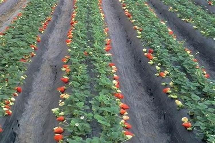 大棚草莓提苗用什么叶面肥？草莓结果适合什么肥？草莓膨果增甜用金泰靓...