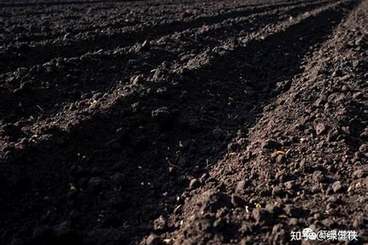 肥力最高的土壤类型我想知道,黑钙土和黑土哪个肥力