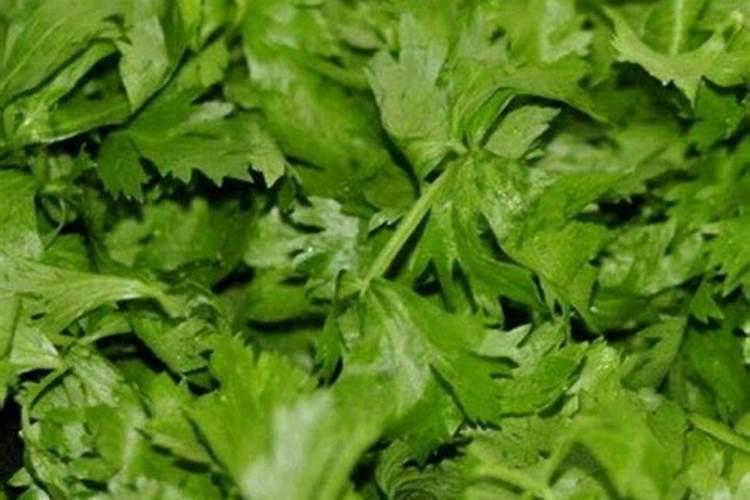 芹菜追肥用什么肥好？