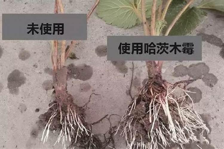 橙子皮如何做花肥