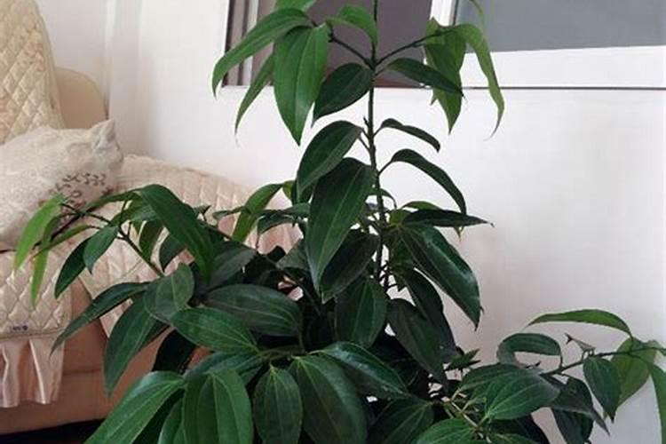 秋海棠施什么肥？