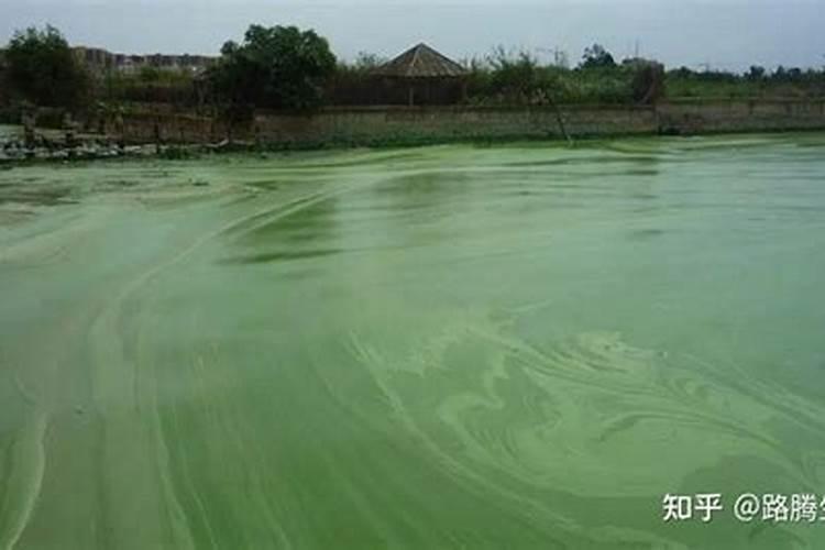 碳铵可以杀蓝藻吗
